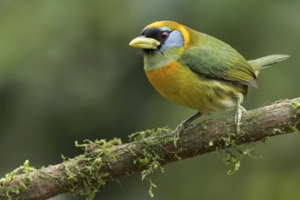 Red-headed Barbet (Eubucco bourcierii) perched on a branch in Colombia, South America