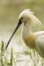 Eurasian Spoonbill (Platalea leucorodia), Serbia