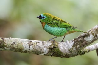 Brassy-breasted Tanager (Tangara desmaresti) perched on a branch in the Atlantic rainforest of