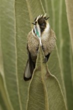 Green-bearded Helmetcrest (Oxypogon guerinii) perched on a branch in the Andes mountains in