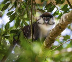 Red-tailed guenon or Congo white-nosed guenon (Cercopithecus ascanius schmidti), sitting on a tree,