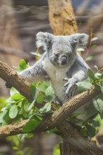 Koala (Phascolarctos cinereus) sitting on a tree, captive, distribution South Australia, Australia,