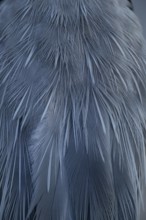 Grey heron (Ardea cinerea) adult bird close up of its feathers, England, United Kingdom