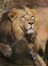 Asiatic Lion (Panthera leo persica), male lying on a tree trunk, occurrence in India, captive
