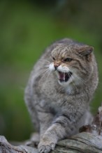 European wildcat (Felis silvestris) adult animal snarling, United Kingdom
