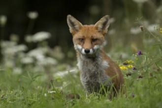 Red fox (Vulpes vulpes) juvenile baby cub animal in countryside grassland with wildflowers in