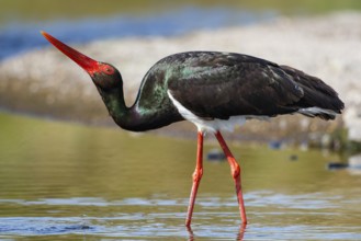 Black Stork (Ciconia nigra) foraging, Greece