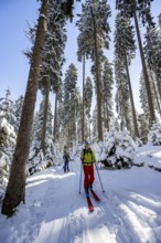 Ski tourers and snowshoe hikers in a snowy winter forest, ascent to the Teufelstättkopf,
