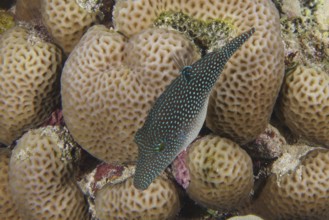 Red Sea Pufferfish (Canthigaster margaritata)