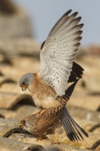 Lesser Kestrel (Falco naumanni), pair mating, Castile-La Mancha