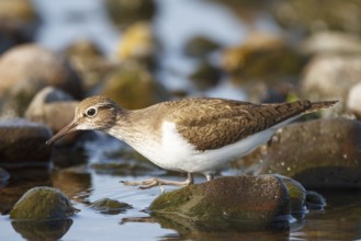 Common Sandpiper (Actitis hypoleucos) foraging, Greece