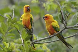 Sun Parakeet (Aratinga solstitialis) perched on a branch in the grasslands of Guyana