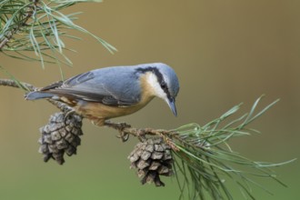 Eurasian Nuthatch (Sitta europaea), Rhineland-Palatinate, Germany