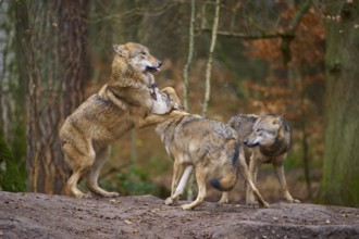 Three wolves interacting on a hill in the forest, Wolf (Canis lupus), Germany