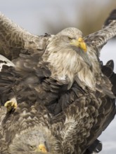 White-tailed Eagle (Haliaeetus albicilla) pair mating, Mecklenburg-Western Pomerania, Germany