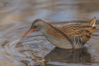 Water Rail (Rallus aquaticus) runs along the water's edge in a moor. The sun illuminates the
