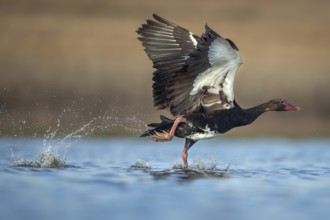 Spur-winged Goose (Plectropterus gambensis) taking flight, Gauteng, South Africa