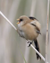 Bearded Reedling (Panurus biarmicus) juvenile, Mecklenburg-Western Pomerania, Germany