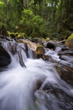 Mhlwazini River flows through thick forest, original mountain forest, Rainbow Gorge,