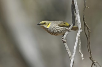 Yellow-plumed Honeyeater (Ptilotula ornata), Victoria, Australia