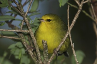 Maui Alauahio, Maui Creeper, Paroreomyza montana