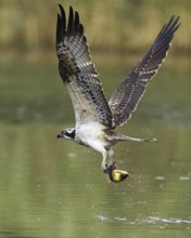 Western Osprey (Pandion haliaetus) flying, Mecklenburg-Western Pomerania, Germany