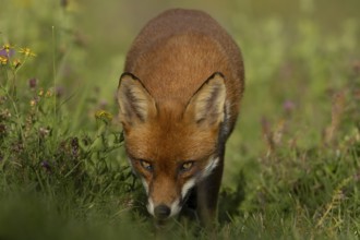 Red fox (Vulpes vulpes) adult wild animal amongst wildflowers in grassland in summer, England,