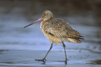 Marbled Godwit (Limosa fedoa), California, USA