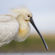 Eurasian Spoonbill (Platalea leucorodia), Pusztaszer, Hungary
