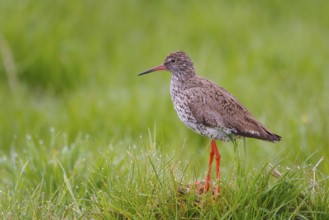 Common Redshank (Tringa totanus), Netherlands
