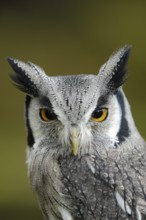 Südliche Weißgesichtseule (Ptilopsis granti) Portrait, captive, Heimat Süd-Kenia bis Namibia,