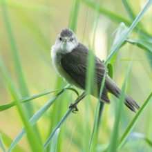 Reed warbler (Acrocephalus arundinaceus) on a reed stem, reed (Phragmites australis), Lower Saxony,