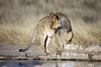 African lion, (Panthera leo) South Africa