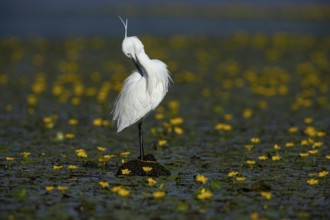 Little Egret (Egretta garzetta) in the midst of flowering echidnas Hungary