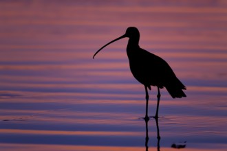 Long-billed Curlew : Morro Strand State Beach : Morro Bay, CA