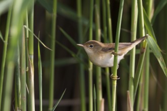 Common Reed Warbler - Teichrohrsänger - Acrocephalus scirpaceus ssp. scirpaceus, Germany