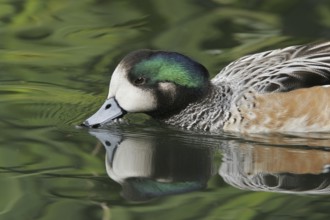 Chiloe Wigeon (Mareca sibilatrix), California, USA
