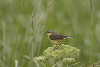 Eastern Yellow Wagtail (Motacilla tschutschensis), Alaska, USA
