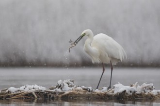 Great Egret (Ardea alba) with two captured fish in its beak, Subotica, Serbia