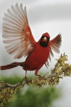 Northern Cardinal (Cardinalis cardinalis), Texas, USA