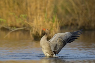 Greylag goose, (Anser anser), animals, birds, goose, geese, field geese, family of ducks, bathing