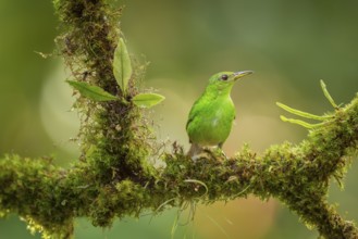 Female green honeycreeper