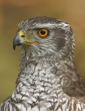 Northern Goshawk (Accipiter gentilis) male, Utrecht, Netherlands