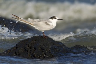 Common Tern-longipennis (Sterna hirundo longipennis), Victoria, Australia