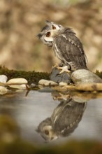 Southern White-faced Owl (Ptilopsis granti) captive, Germany