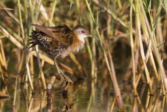 Little Crake (Porzana parva) female, Cyprus