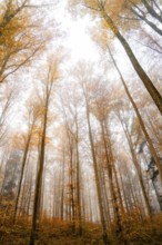 Fog envelops tall autumn trees in a tranquil forest landscape, Gechingen, Black Forest, Germany