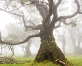 Laurel trees (Laurus nobilis) on Madeira, Fanal, Madeira, Portugal