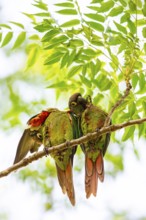Deville Parakeet (Pyrrhura devillei) Pantanal Brazil