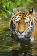 Siberian tiger (Panthera tigris tigris) swimming in a lake, captive, Germany